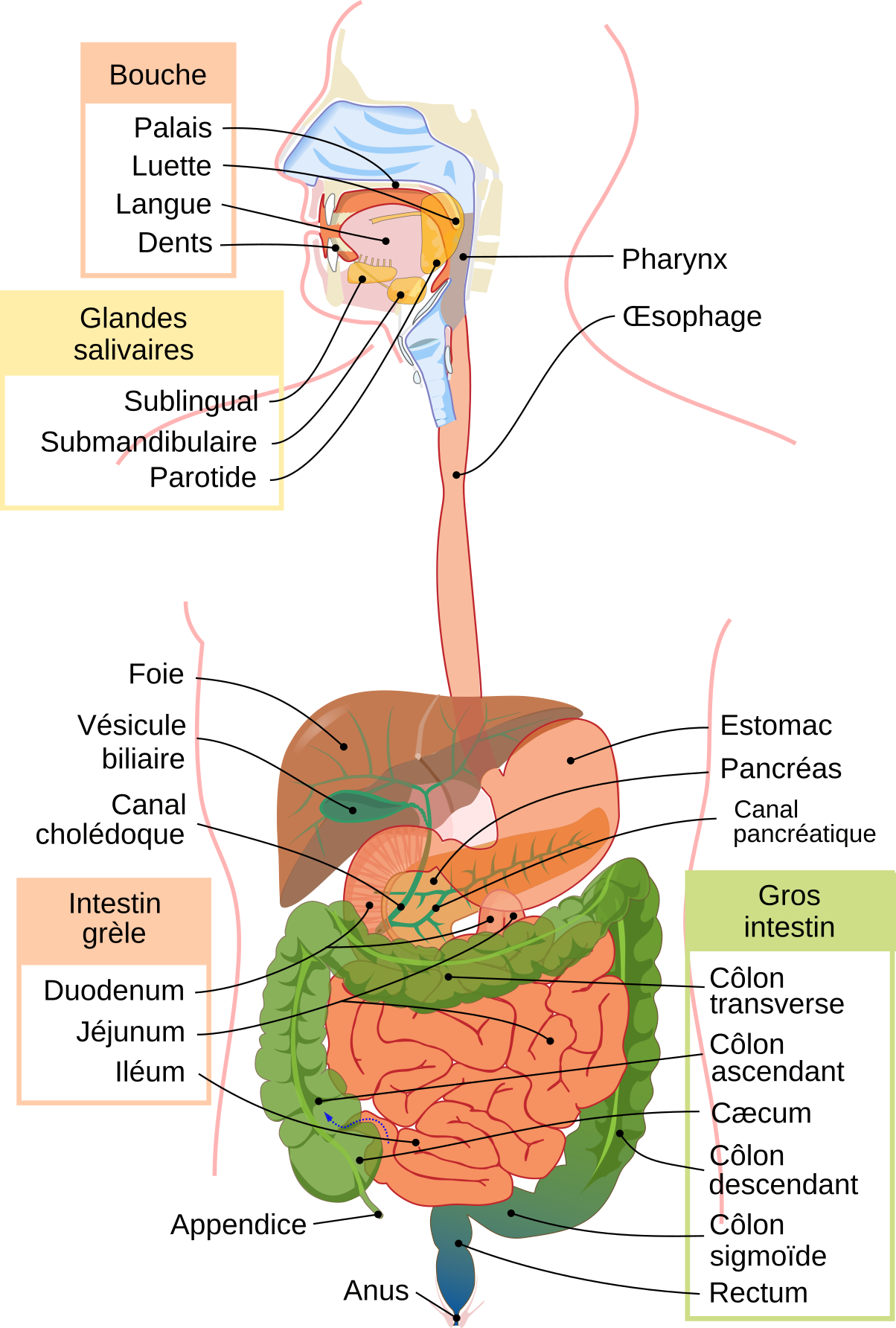 Les Cellules Intestinales les-cellules-intestinales